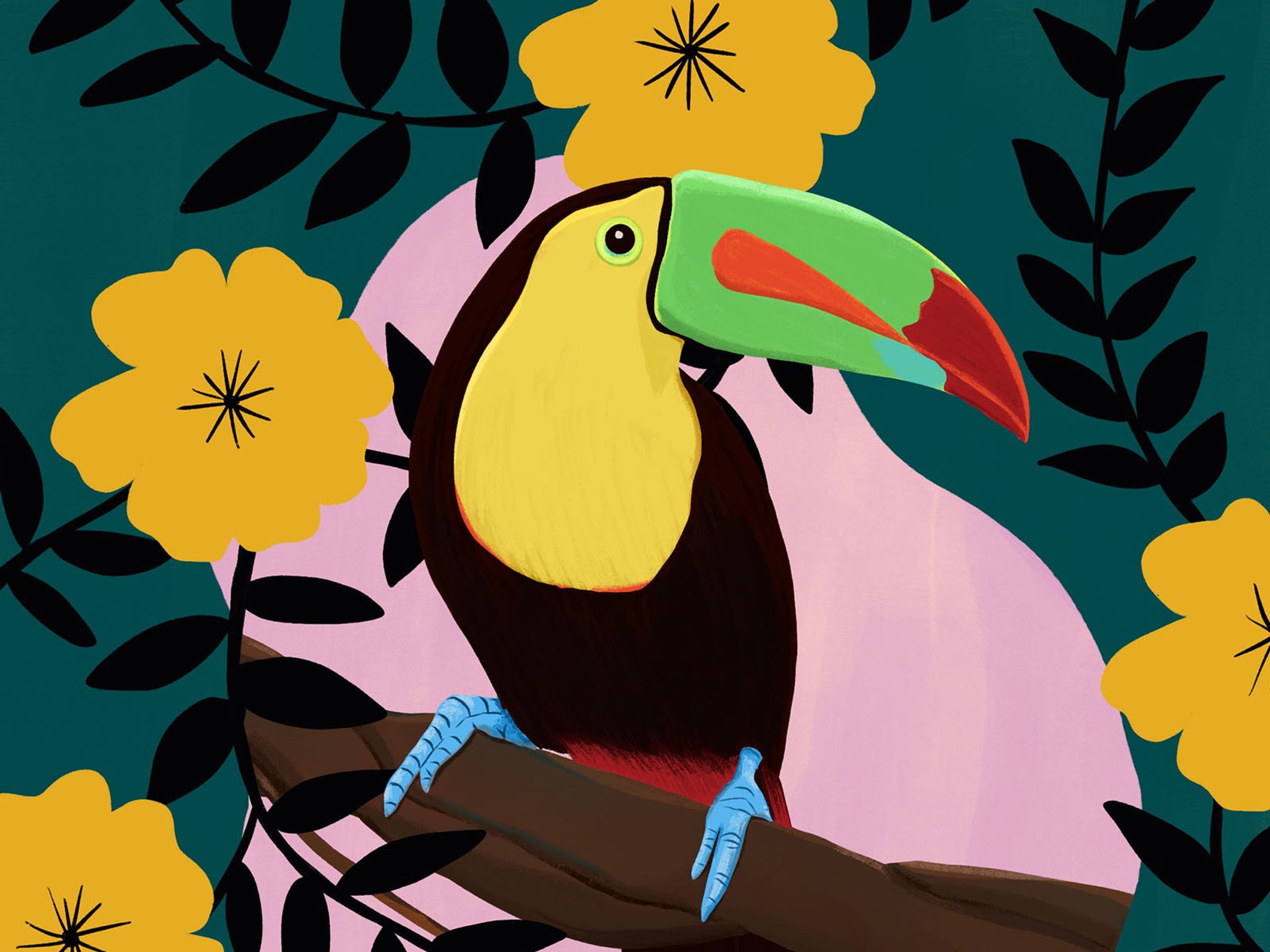 サンショクキムネオオハシ-1