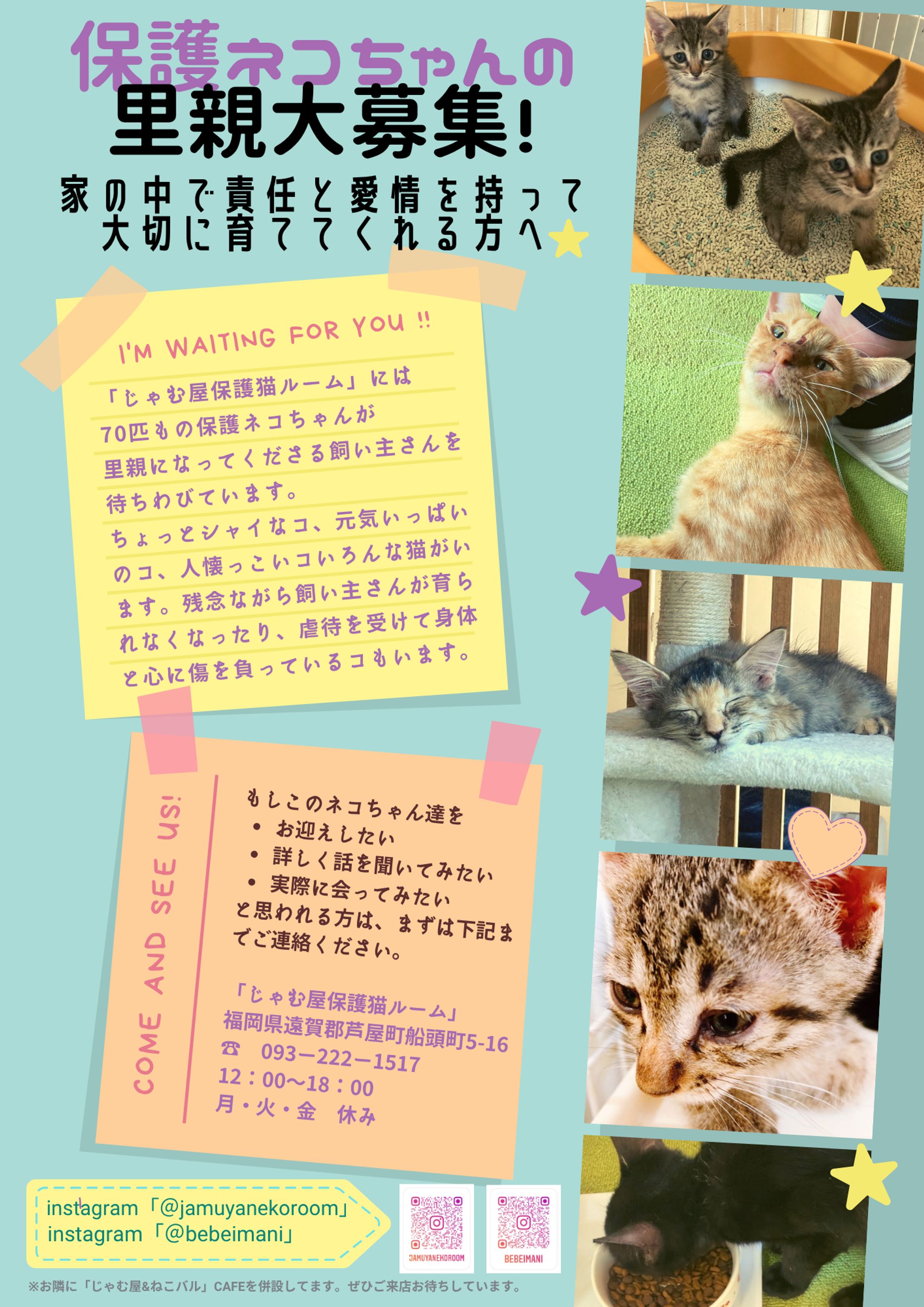 ねこちゃん里親募集チラシ作成-1