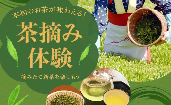 茶摘み体験