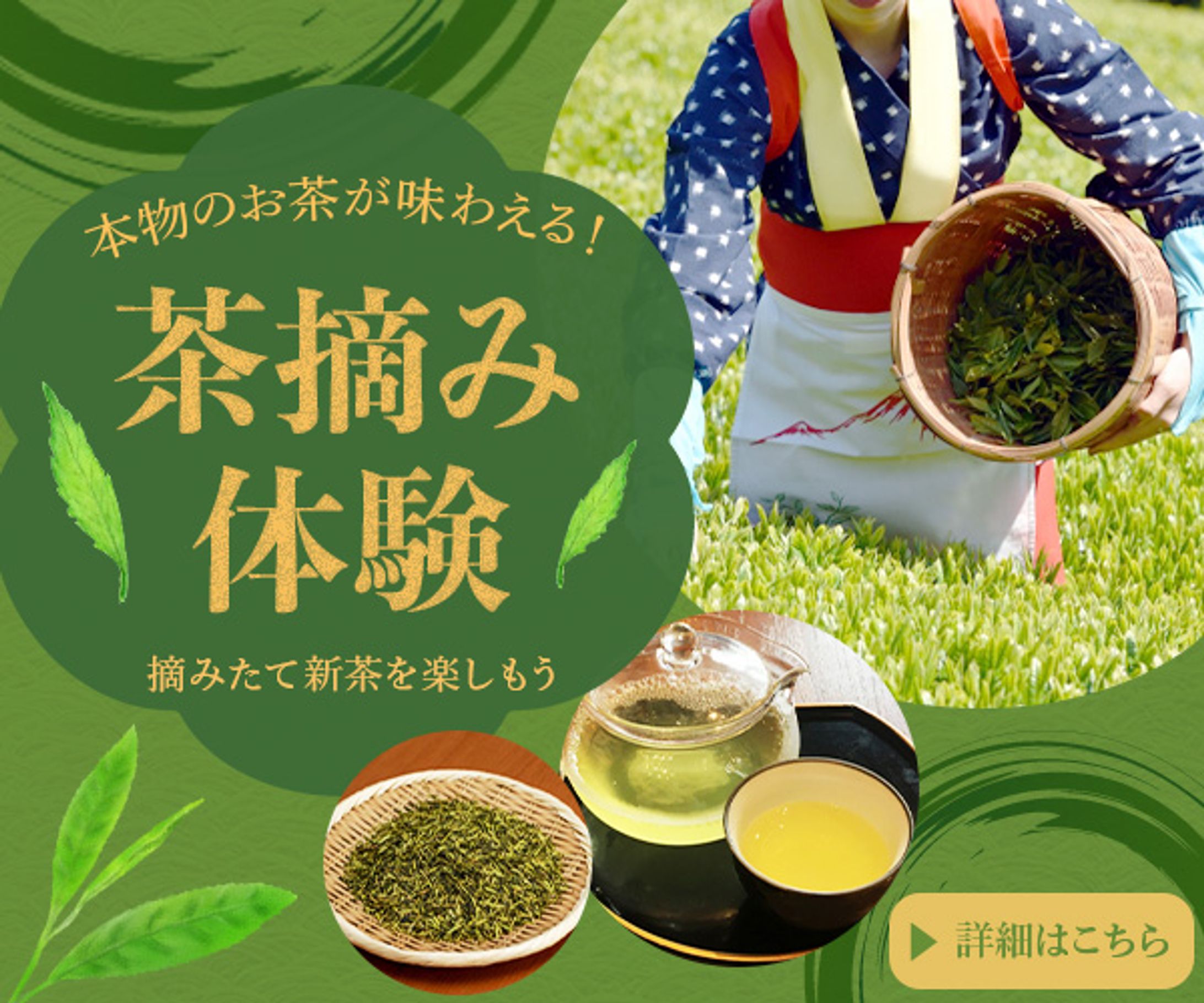 茶摘み体験-1