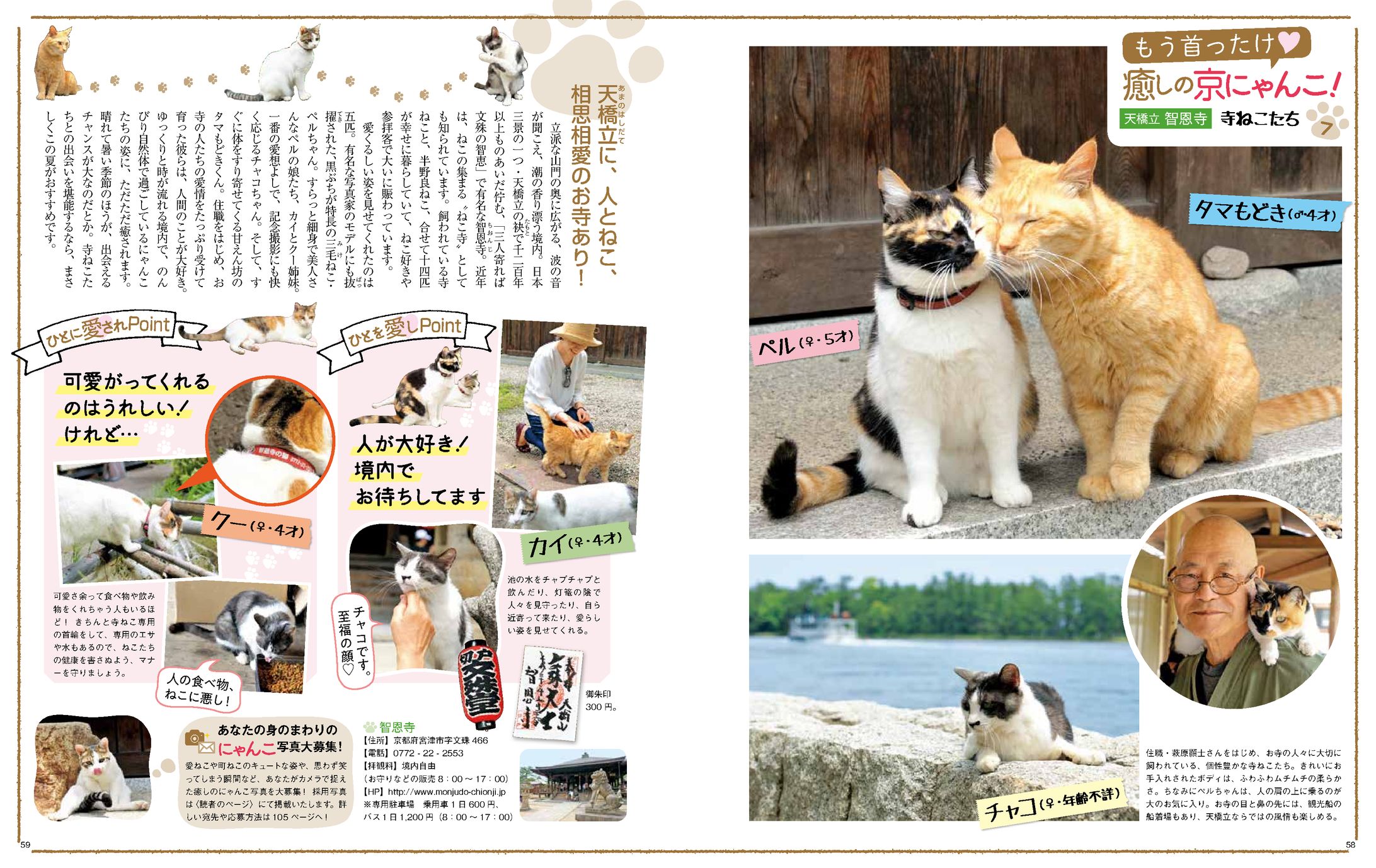 京都の看板猫　連載-1