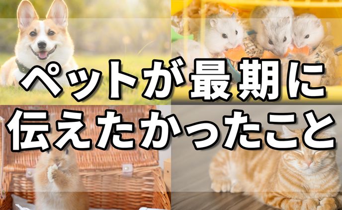 ペット系スピリチュアルチャンネル　サムネ