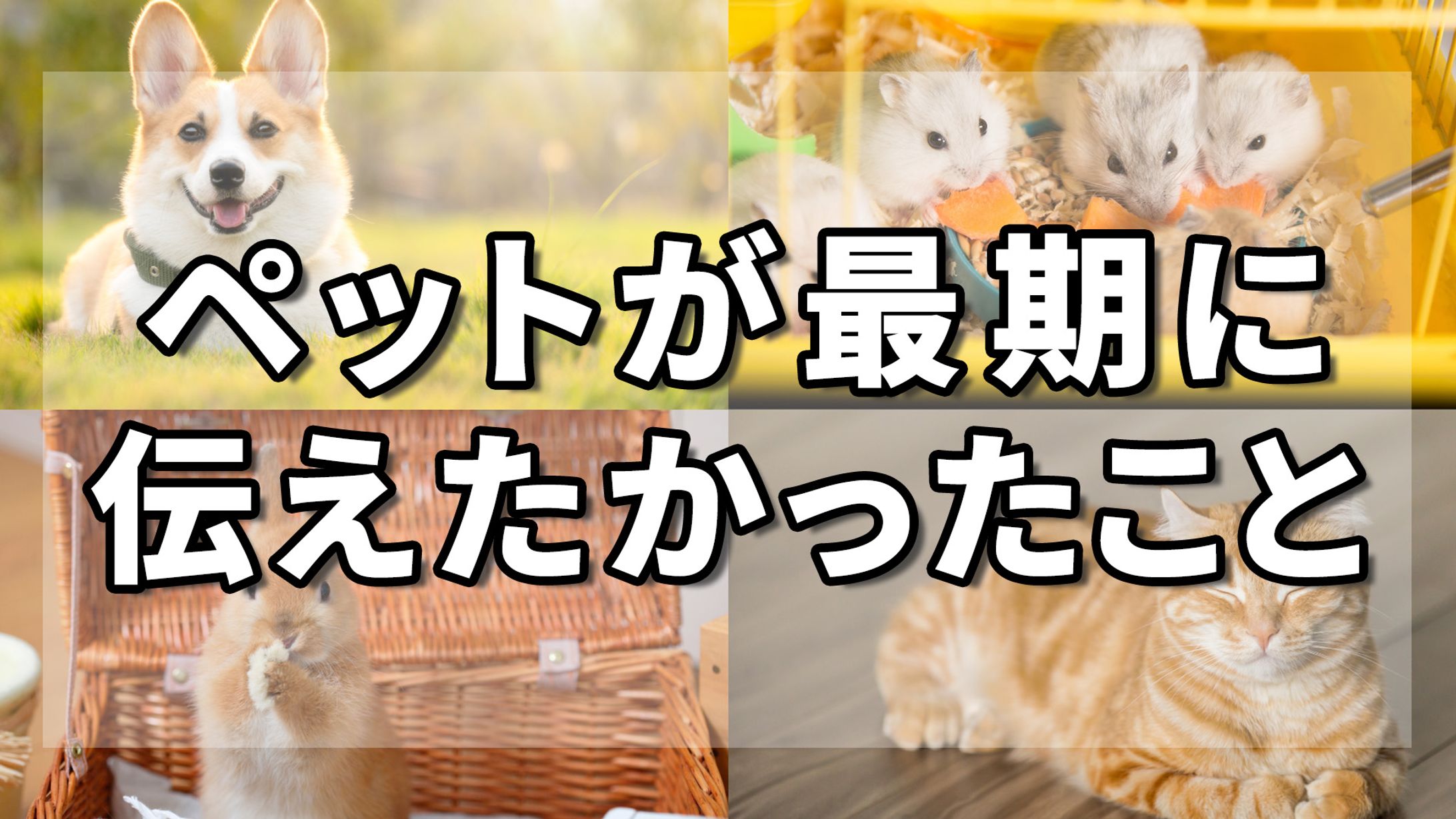 ペット系スピリチュアルチャンネル　サムネ-1