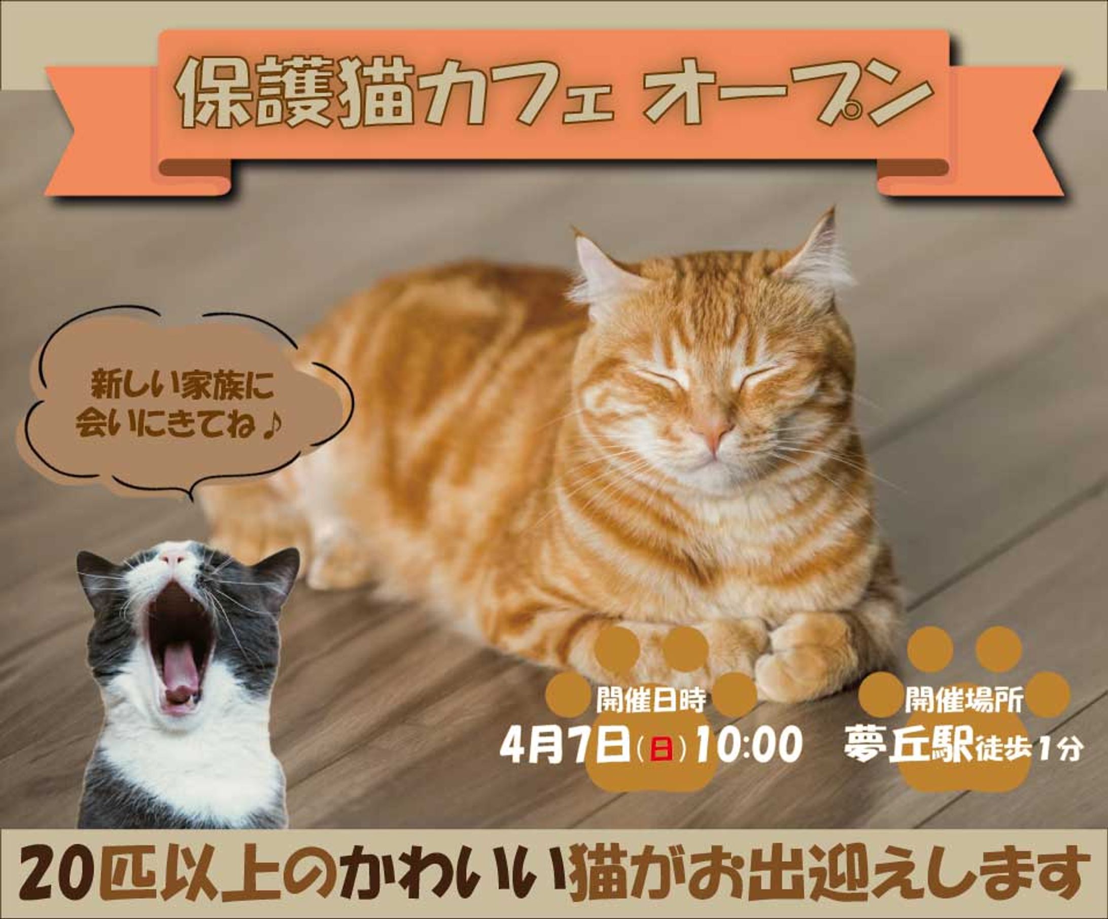保護猫カフェ-1