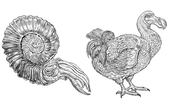 「買える化石博物館」展示/web/グッズイラスト