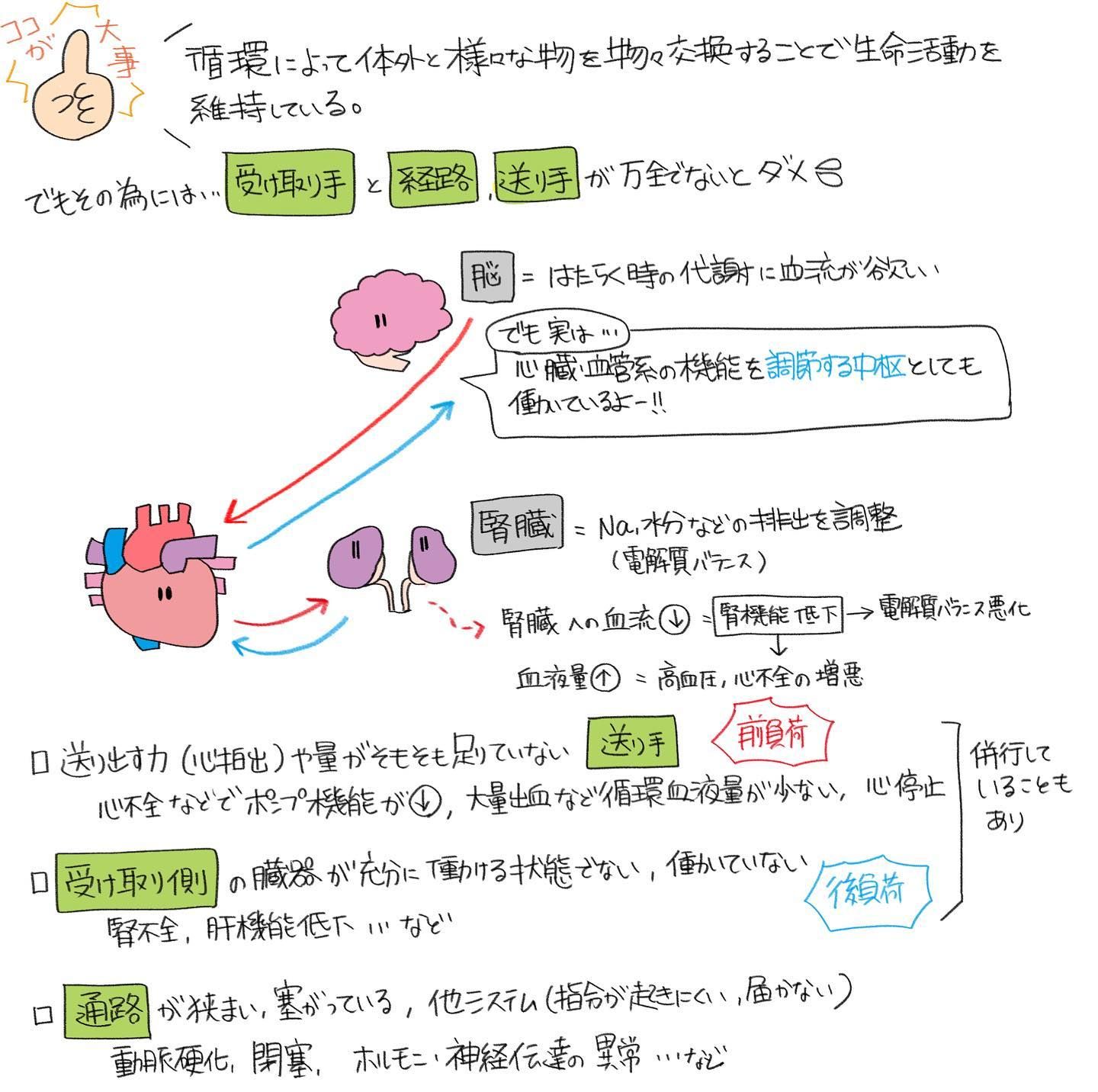 専用ページ 心臓 血液 まとめノート - メルカリ