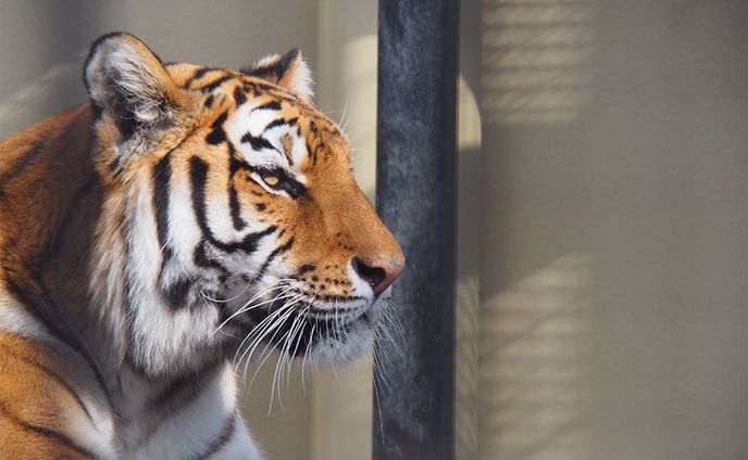 写真・動物