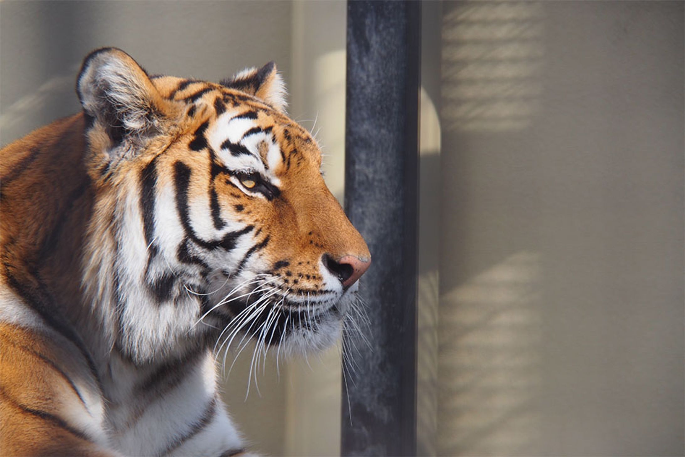 写真・動物-1