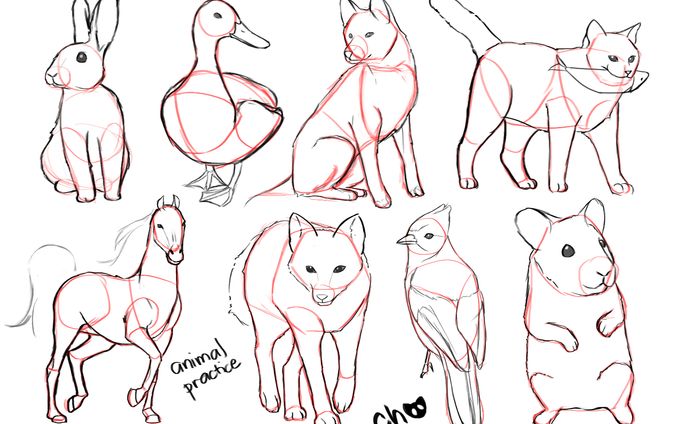 animal practice