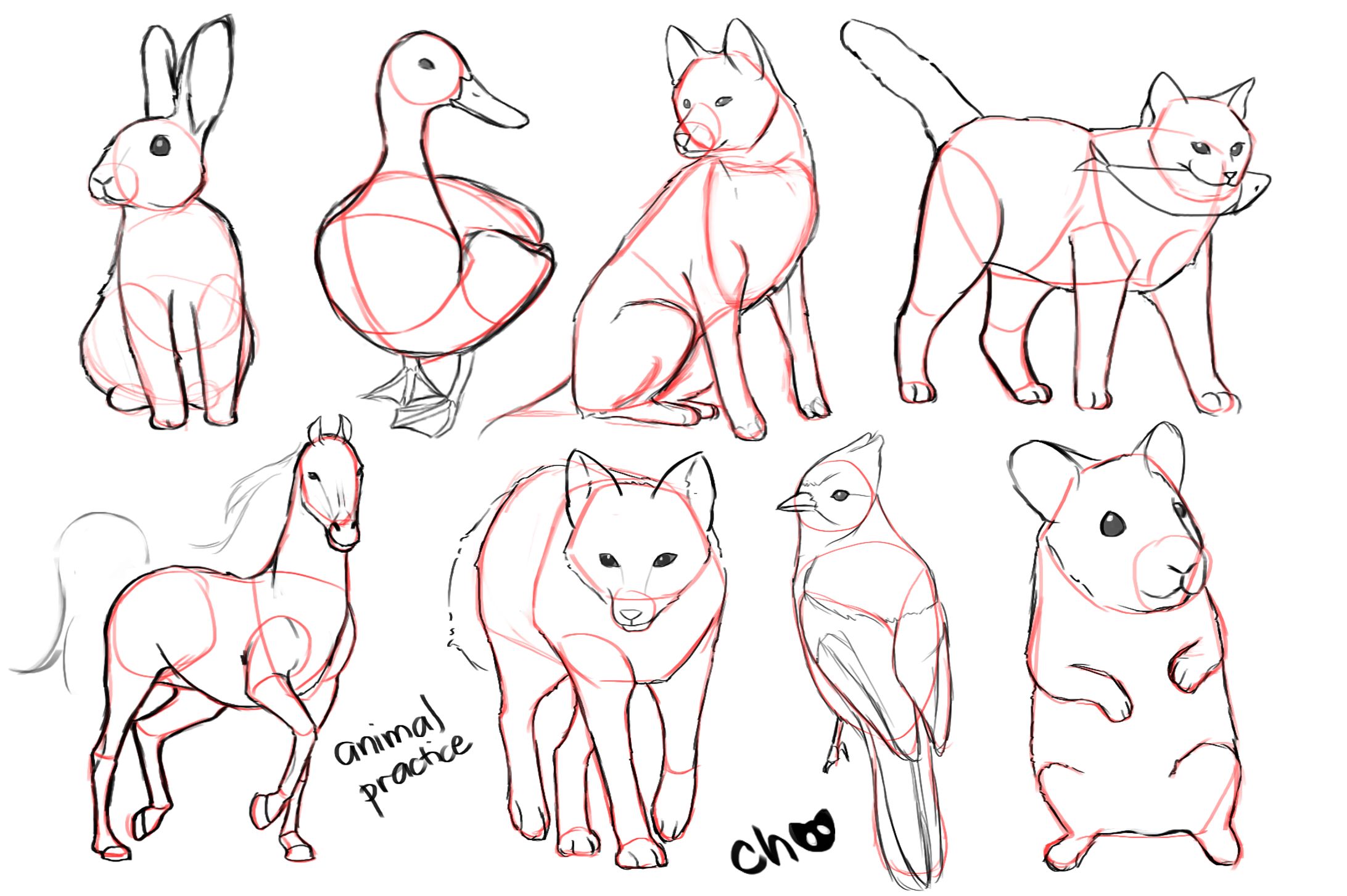 animal practice-1