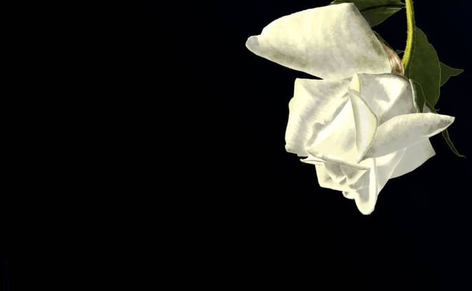20210429.
花部分の背景は黄色系にして、レイヤーを入れ替えたらやわらかくなりましたとさ、めでたしめでたし。影がびっしりなのもわたしは好きですが、（うちのこ）カジョなら一生愛し続ける相手をそゆう描き方はしない気がして試行錯誤しまくりましたの巻。#ごりごりごりっと芯減らし訓練 #originalcharacter　#ARTISULd16pro #clipstudiopaintpro #一次創作 
#amateurillustration #digitalillustration