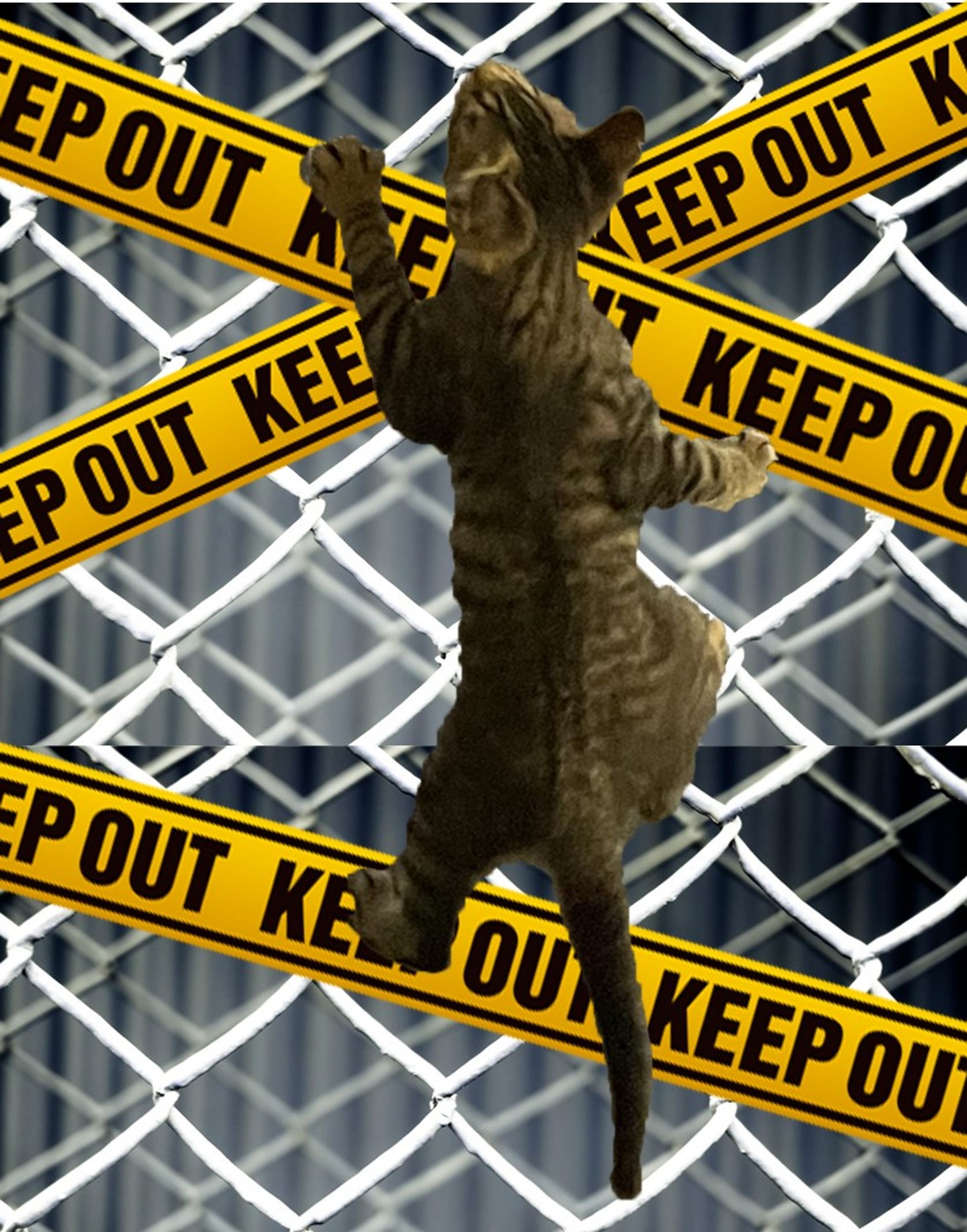 danger catt (2)-1