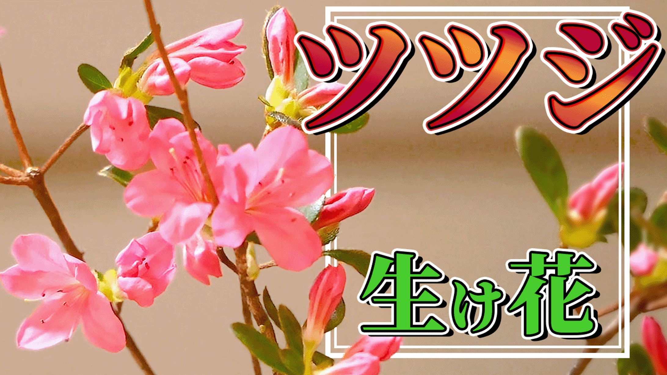 【簡単できれい】ツツジの生け花-1