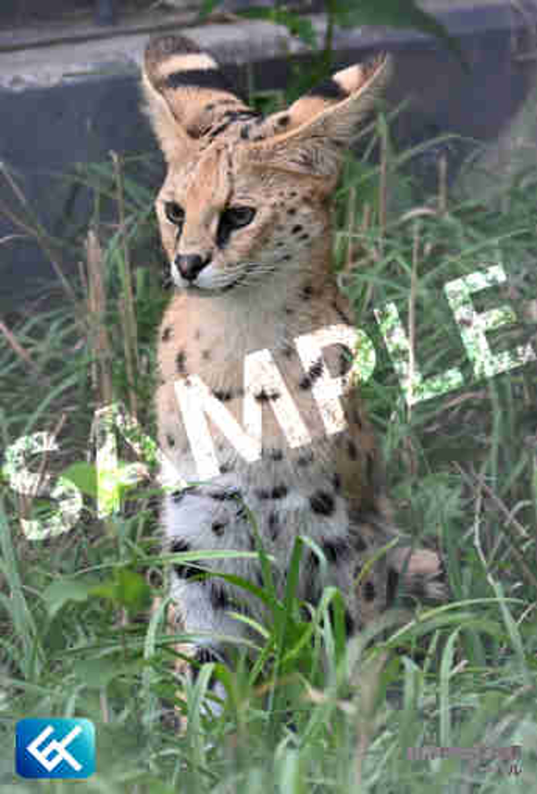 008 サーバル (札幌市円山動物園)-1