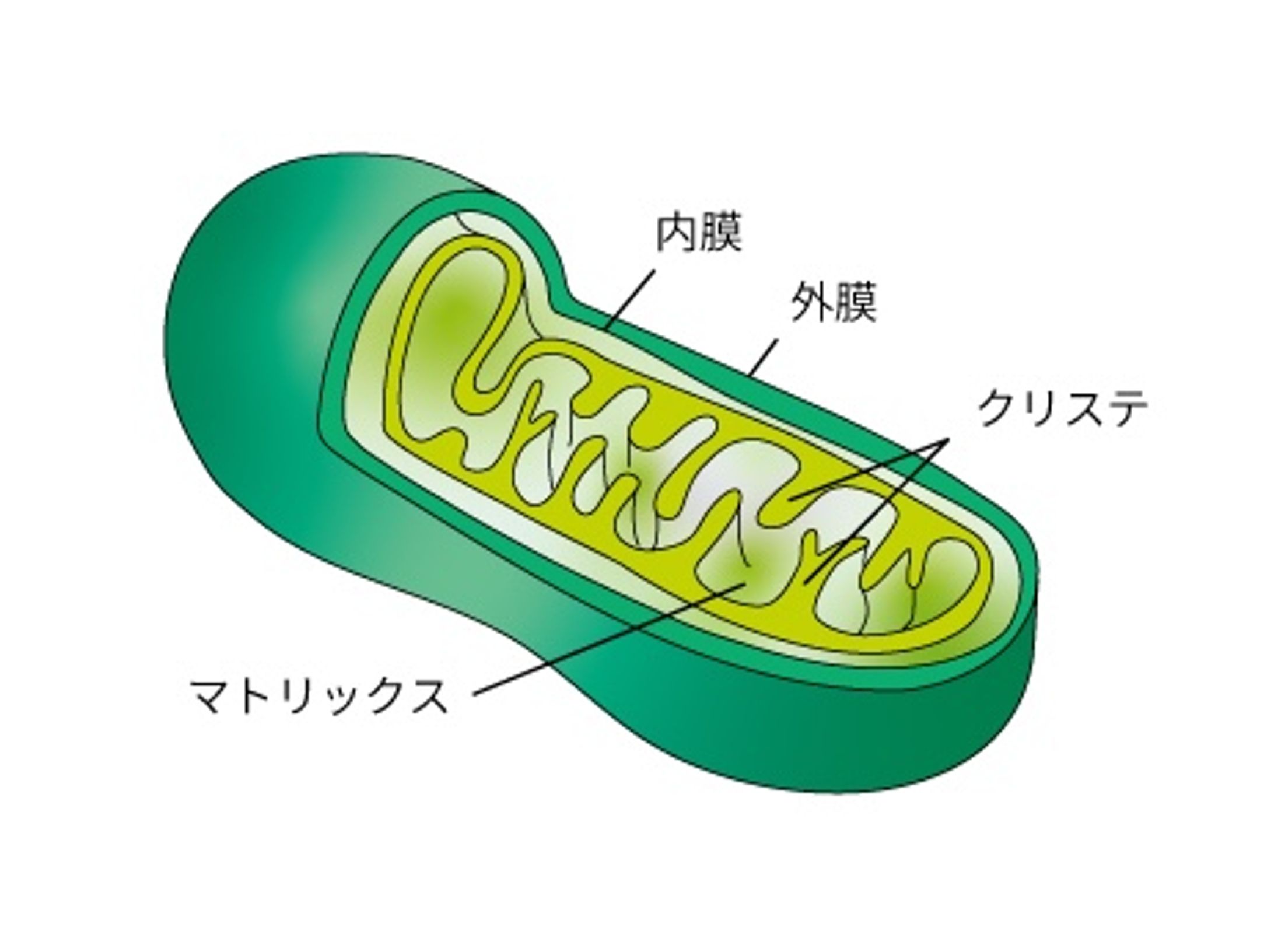 ミトコンドリア図解-1