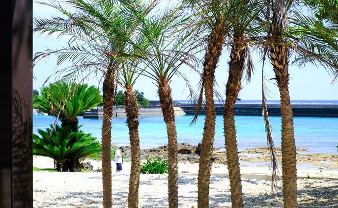 .
椰子の木🌴？

鮮やかな発色とメリハリのある階調を
出したく今回のフィルムシュミレーションは全て

Velvia／ビビッド

のみで撮影📸

@shigira.seven.miles.resort 
最高のホテルでした🏖

￣￣￣￣￣￣￣￣￣￣￣￣￣￣￣￣￣
#xe4 
#fujifilmx_jp
#fujifilm_street
#life_with_xseries
#fujilovers
#fujifilm_jp 

#fujilove
#fujilovegear 
#fujilovers 
#fujixpassion 
#fujixlovers

#宮古島
#宮古島観光 
#宮古島旅行 
#富士フィルム
#福岡写真部 
#福岡写真好きな人と繋がりたい 
#富士フィルムxe4 
#富士フィルムのカメラ好きな人と繋がりたい

￣￣￣￣￣￣￣￣￣￣￣￣￣￣￣￣￣