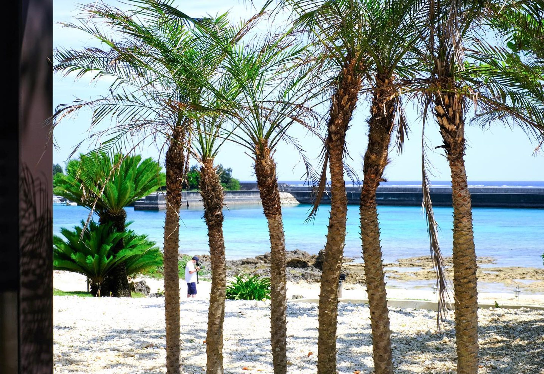 .
椰子の木🌴？

鮮やかな発色とメリハリのある階調を
出したく今回のフィルムシュミレーションは全て

Velvia／ビビッド

のみで撮影📸

@shigira.seven.miles.resort 
最高のホテルでした🏖

￣￣￣￣￣￣￣￣￣￣￣￣￣￣￣￣￣
#xe4 
#fujifilmx_jp
#fujifilm_street
#life_with_xseries
#fujilovers
#fujifilm_jp 

#fujilove
#fujilovegear 
#fujilovers 
#fujixpassion 
#fujixlovers

#宮古島
#宮古島観光 
#宮古島旅行 
#富士フィルム
#福岡写真部 
#福岡写真好きな人と繋がりたい 
#富士フィルムxe4 
#富士フィルムのカメラ好きな人と繋がりたい

￣￣￣￣￣￣￣￣￣￣￣￣￣￣￣￣￣-1