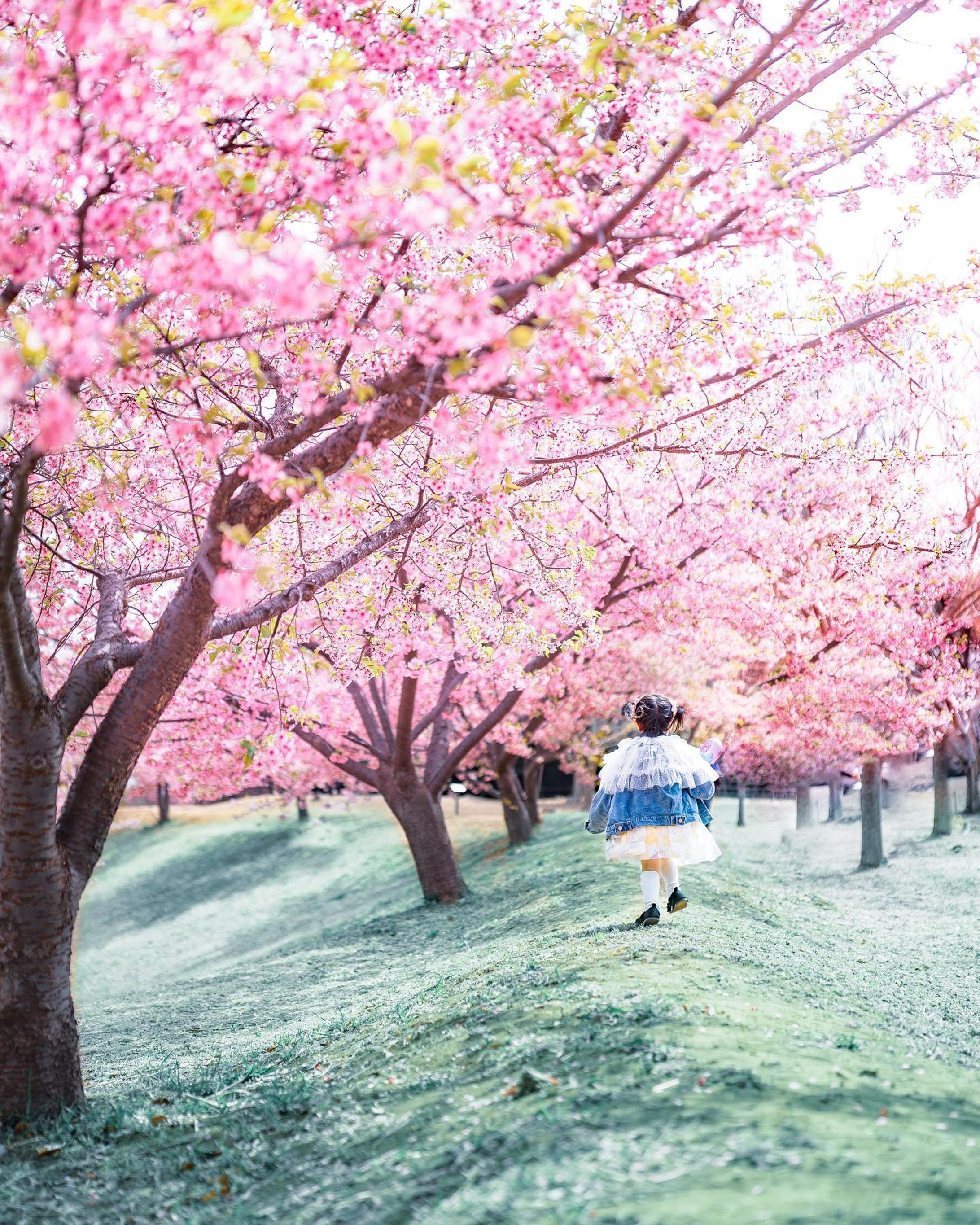 河津桜𓂃

きっと今日夜からの雨で散ってしまうのかなと思うととっても寂しい🥲

最近、なりたい職業:シンデレラ　の娘なので
この日も謎に購入したものの一度も着ていなかった黄色のドレスを着てお出かけ。

それと @uni.2019 さんに行った時一目惚れして購入したデニムジャケットがやっとサイズがあってきたので着せてみたらめちゃくちゃお気に入りの様子。
これほんっとかわいい😮‍💨
どこの服だったかブランド名が思い出せない・・！

👶みんな、かわいいって言ってくれるかな・・・？

としきりに聞いてくる娘が愛しいこと愛しいこと。

(ちなみに誰とも会う予定はなかったんですが)

道を歩いているおじいちゃんおばあちゃんにはたくさん可愛いと言ってもらえました😌←

昨日のヒロさんのライブ、
寝かしつけで全力で見逃して

みんなの桜ストーリーを見るたび
どんなテクニックを伝授されたのか気になりすぎる😭

誰か伝授の伝授してーーー😭😭😭

camera SONYa7iii
lens SIGMA 40art

#河津桜-1