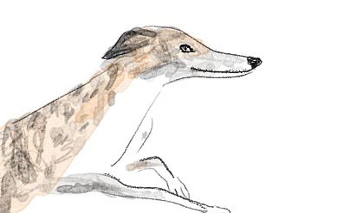 #dog #illustration