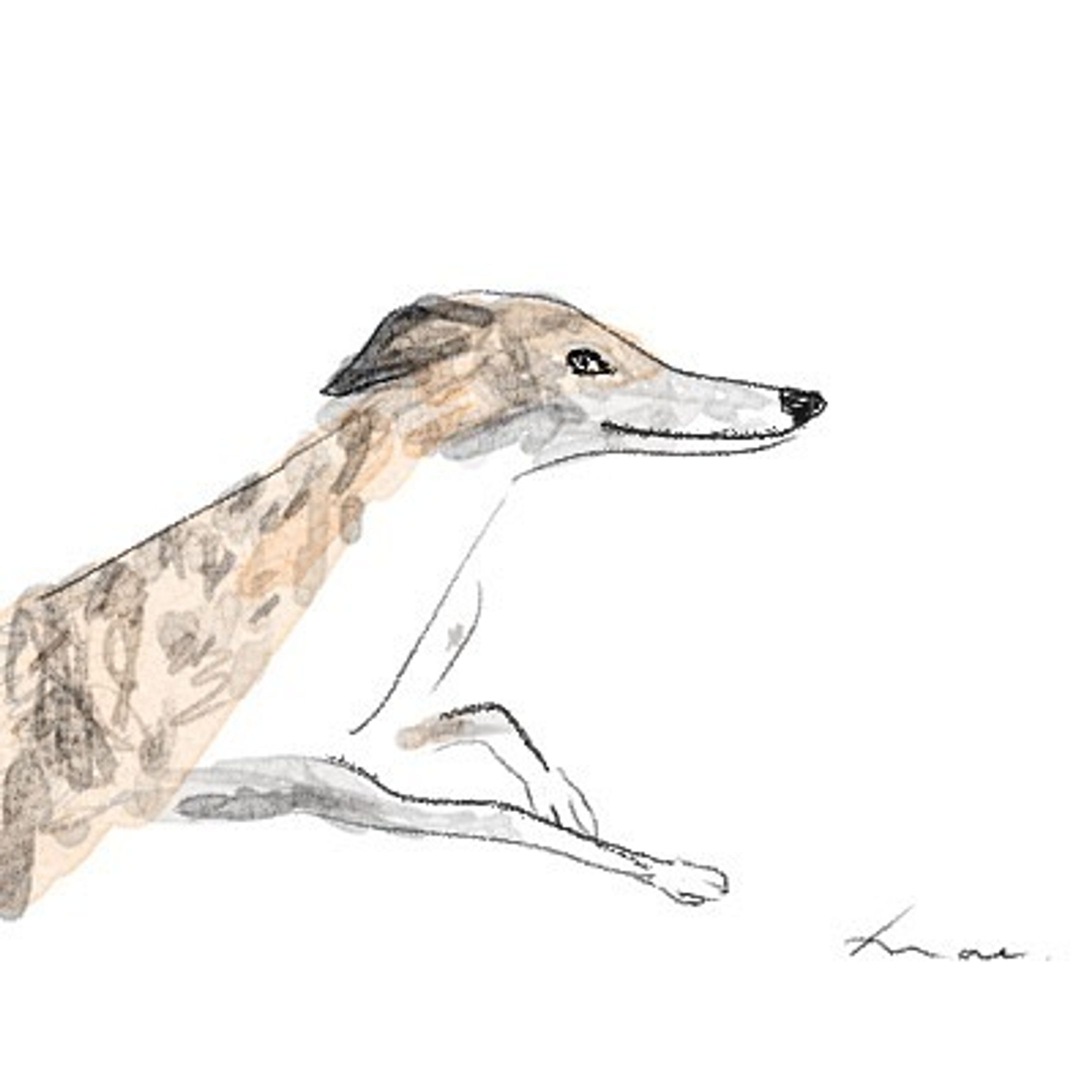 #dog #illustration-1