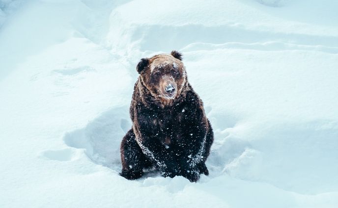 ⠀
【 北海道・上川町での移住生活日記 🏷Vol. 14】

GENICの企画で、上川町の暮らしを綴っていきます❄️
⠀
〰
⠀
１枚目：北の森ガーデンという場所を訪れたら、ヒグマがいました。ヒグマはやっぱり大きい。最近ゴールデンカムイにハマってるのですが、読めば読むほどヒグマとは森で遭遇したくないなという気持ちが強まります。笑

２枚目：同じく北の森ガーデンにある、アイヌのチセ（家）。アイヌと言ってもいろんな人たちがいて、地域ごとにそれぞれ文化も異なったそう。こちらのチセは上川アイヌのチセを再現してあるので、クマザサを使って建てられています。

３枚目：お昼ごはんに食べた山菜そば。そばはアイヌの食べ物っていうわけではないんだけど、ゴールデンカムイの影響でなんとなく山菜とか魚を食べたくなってしまう。と言いつつ、ジビエはまだ勇気が出ず、トライできてない、、

５〜７枚目：売店で見かけてあまりの可愛さに悶絶した「ポンエペレ」。ポンエペレとはアイヌの言葉で「子ぐま」という意味だそう。中身はキリリとした日本酒。ちなみに飲むときは頭をはずすシステム。はずした頭はお猪口にもなるという衝撃設計🐻

８枚目：パッケージに惹かれて買ったパスタソース。まだ食べてないんだけど、北海道の恵みを凝縮した味、どれも美味しそう。

９枚目：こちらもデザインが素敵！と思って買った缶詰。炊き上がったご飯に混ぜるだけの簡単仕様が嬉しい。私が買ったのはホタテコーンバター味。キャンプに持っていっても良さそう。

１０枚目：よし乃の味噌ラーメンが好きすぎて、とうとう自家製よし乃に手を出そうとしています。もやしとネギと挽肉乗せて、おうちで即席よし乃。どこまで本家に近づけるかな。

⠀
#KAMIKAWORK
#genic_japan
#プチ移住
#北海道移住
⠀
#北海道
#上川町
#層雲峡

#hokkaido #hokkaidosgram #ひみつの絶景北海道 #行き先は北海道 #홋카이도 #홋카이도여행