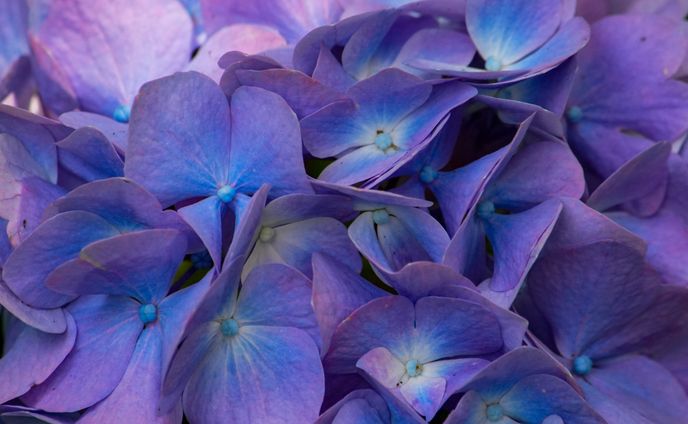 紫陽花