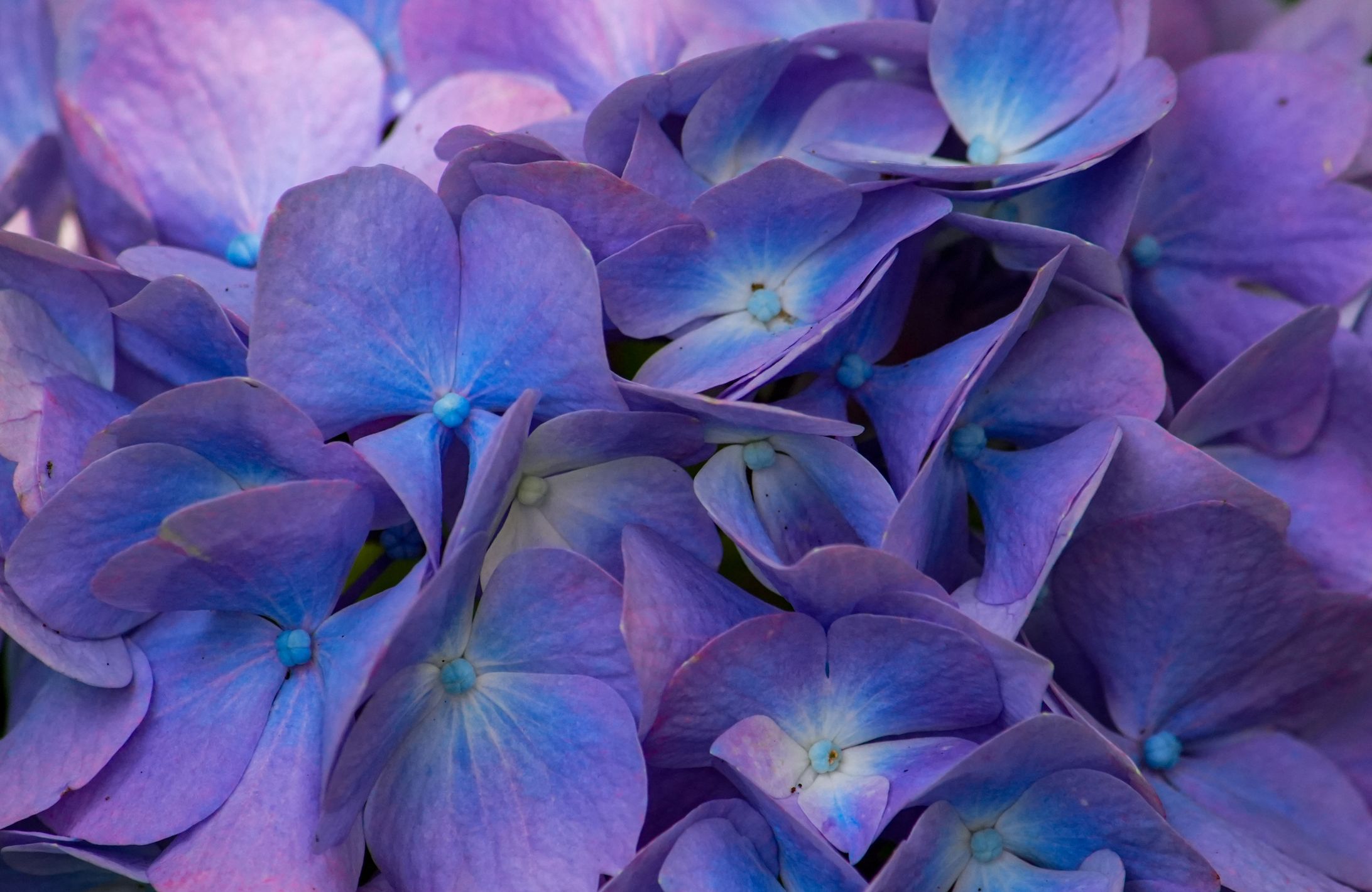 紫陽花-1