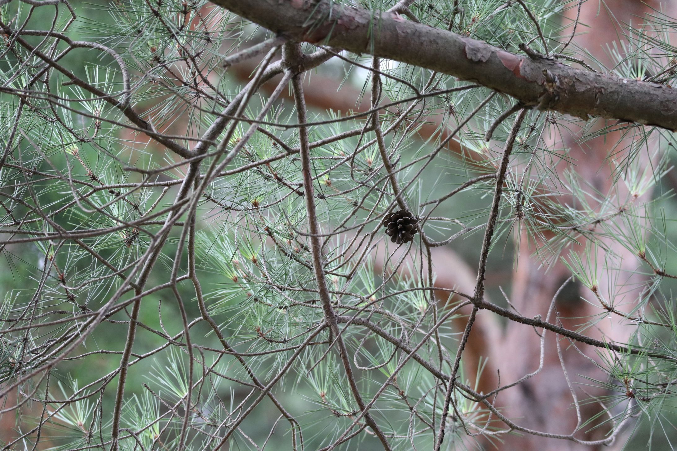 遠景からの松ぼっくり-1