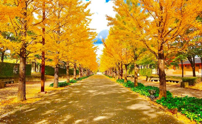 イチョウ並木①