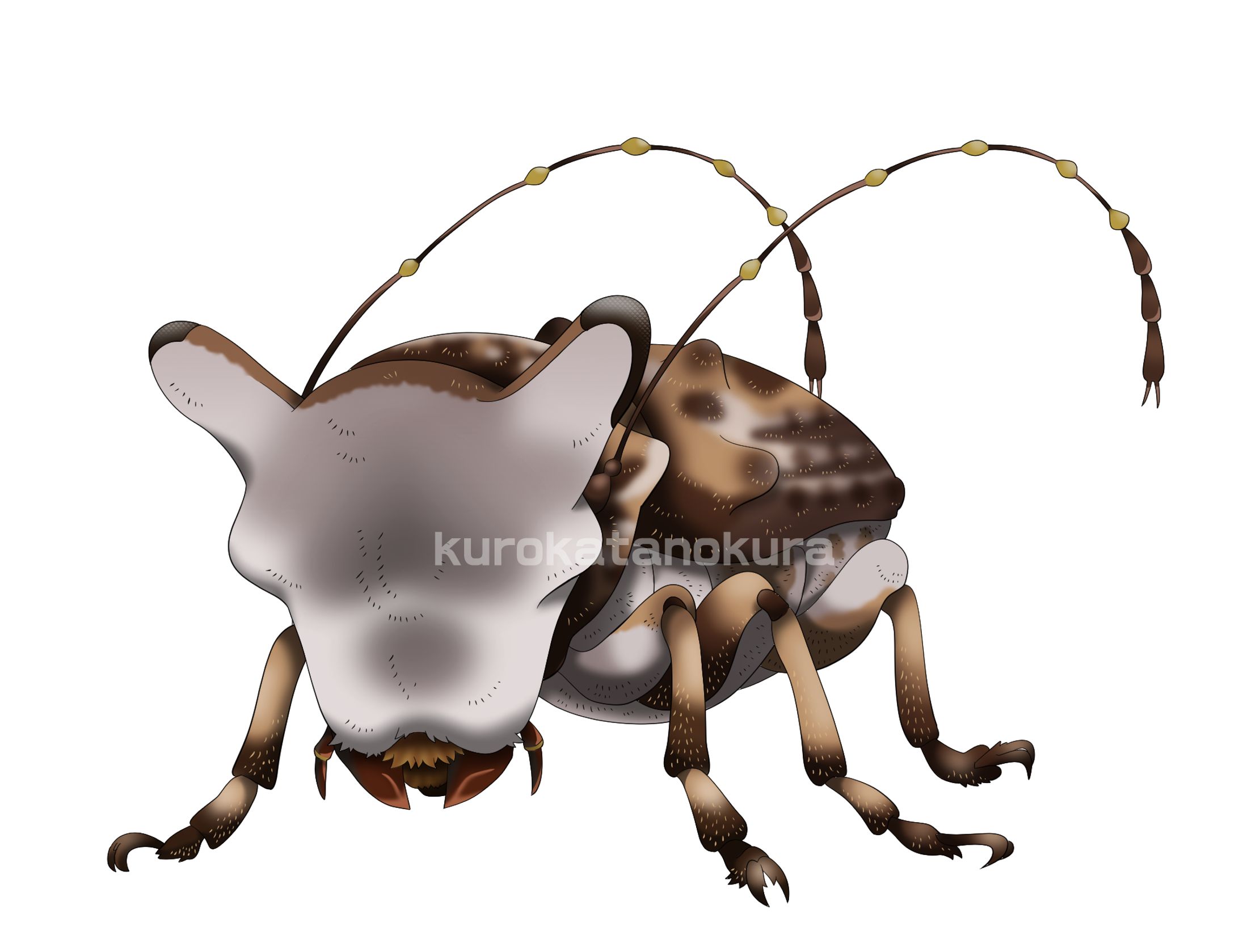 エゴヒゲナガゾウムシ練習-1