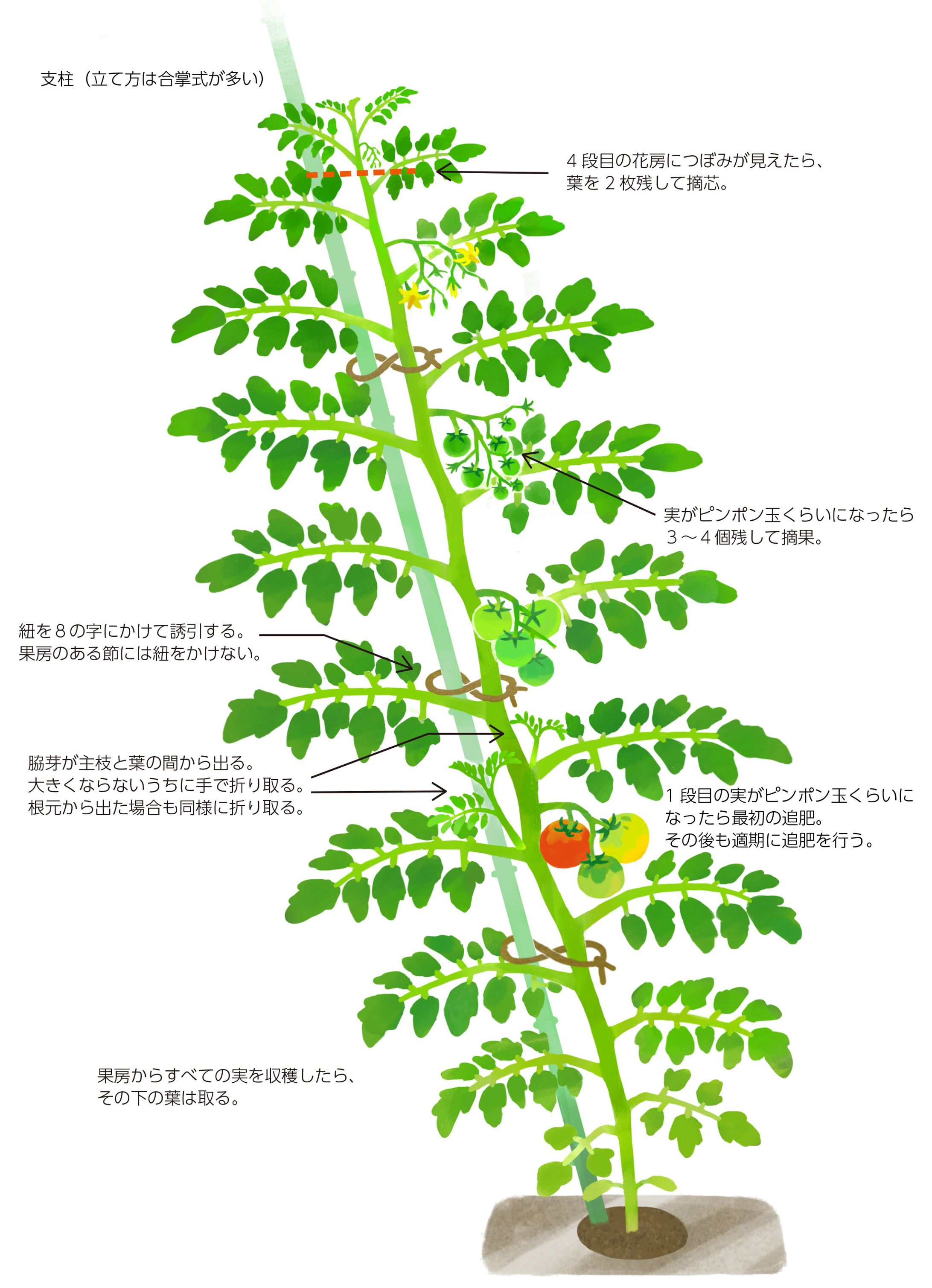 トマトの育て方-1