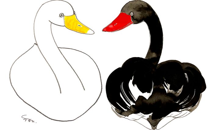 白鳥と黒鳥