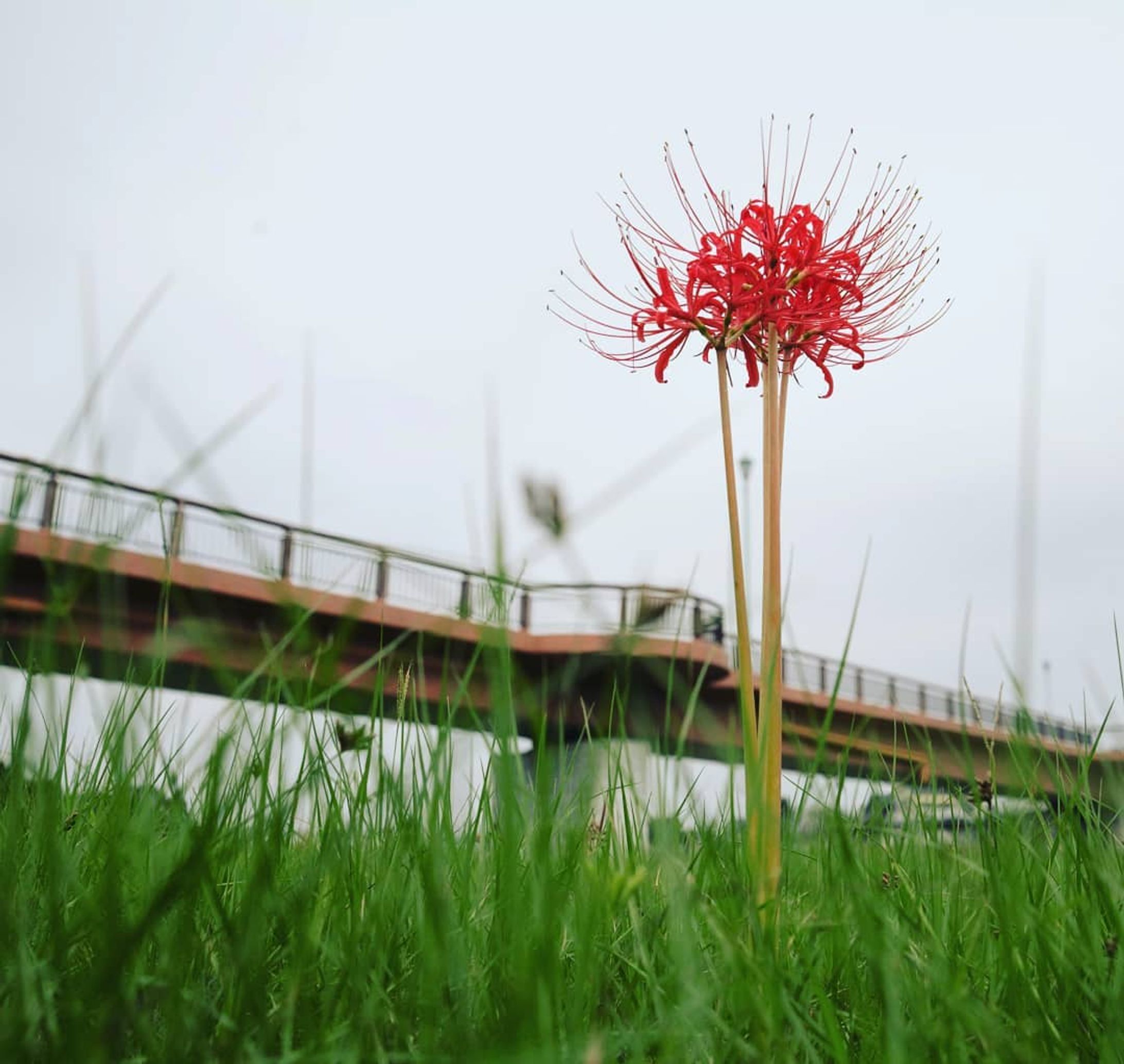 一輪の花
#CanonEOS5D#福岡県#福岡市#早良区#室見川#室見川河畔公園#河川敷#彼岸花#ヒガンバナ#花#風景#スナップ#photography-1