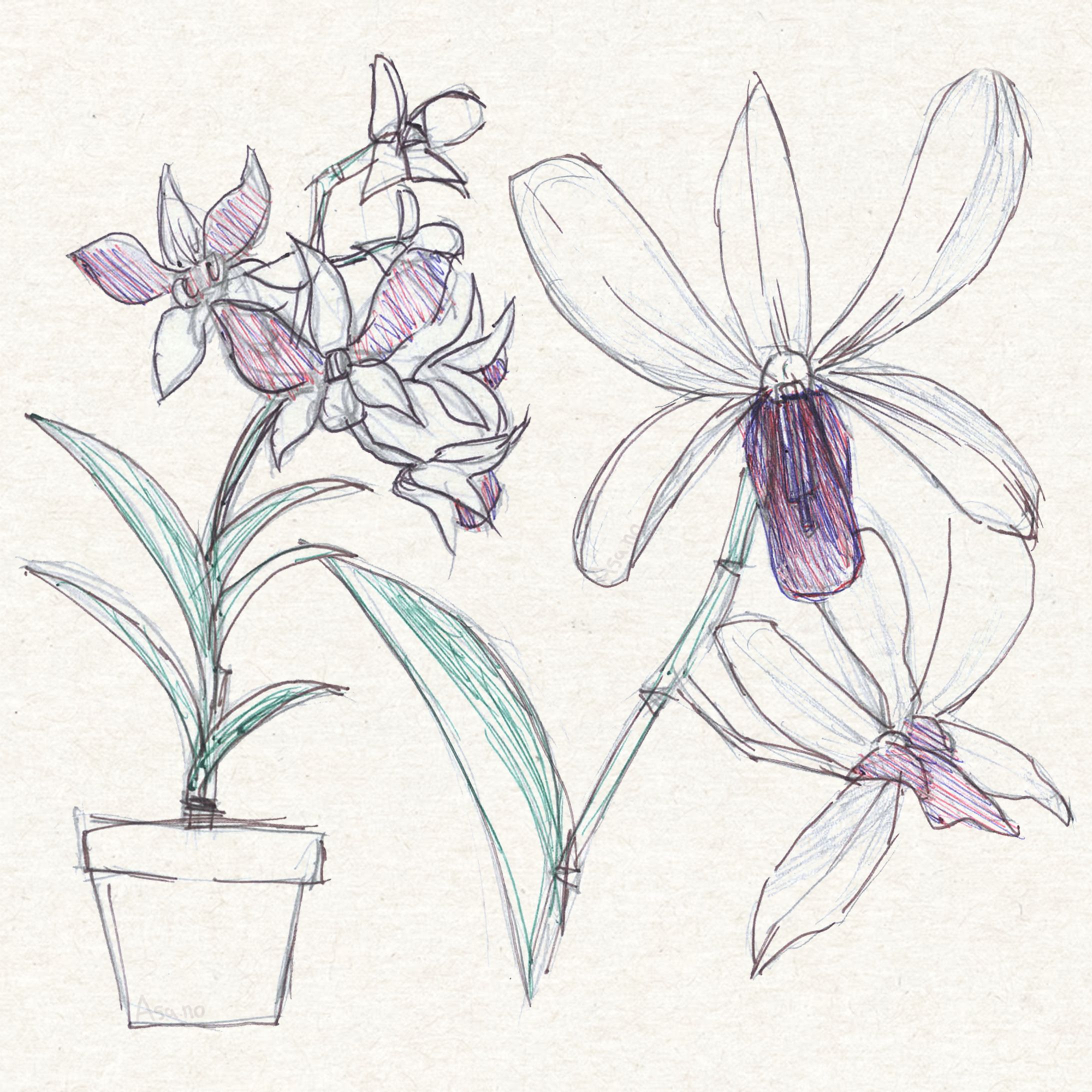 Dendrobium-1