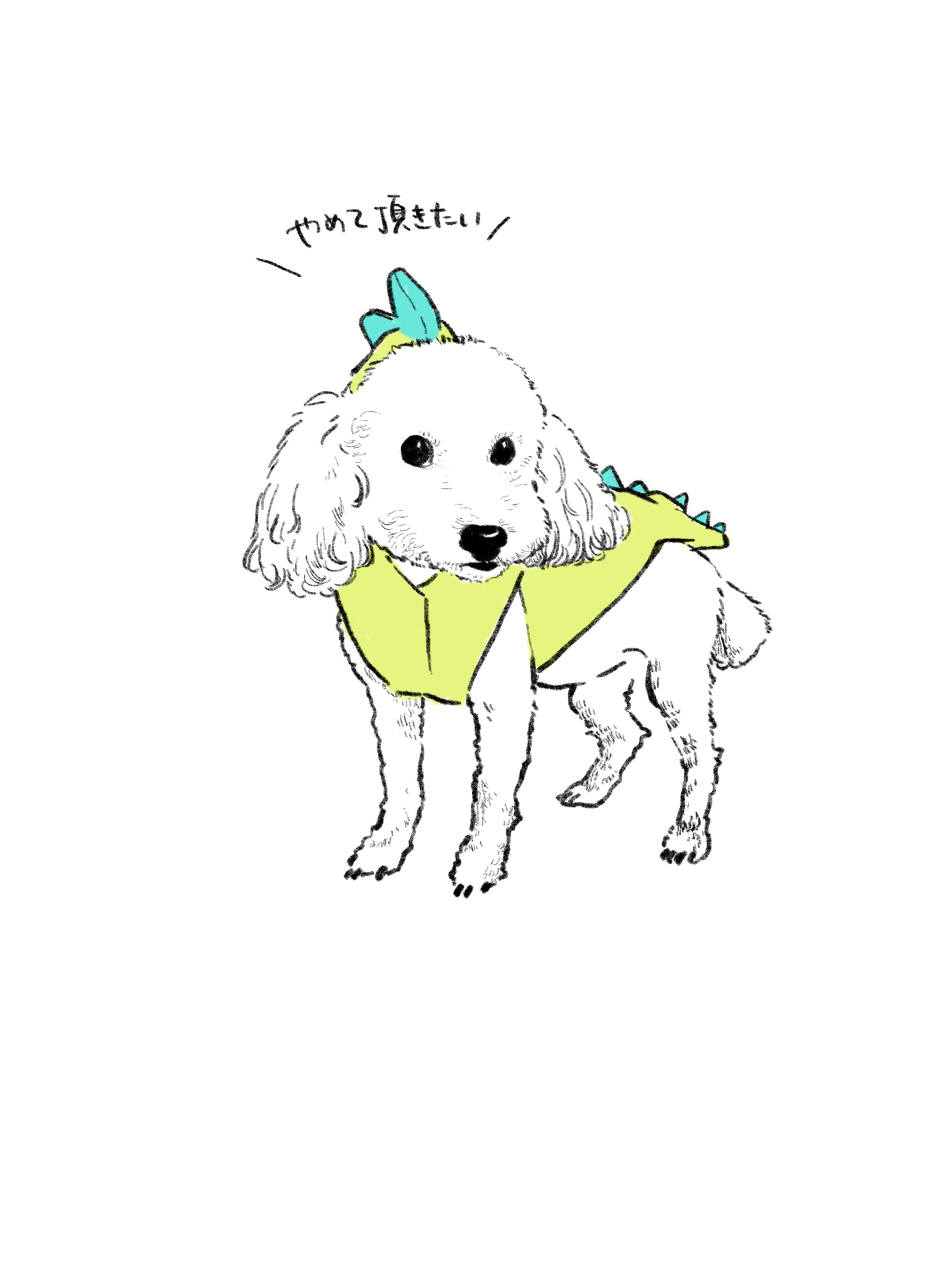 Toy poodl-1