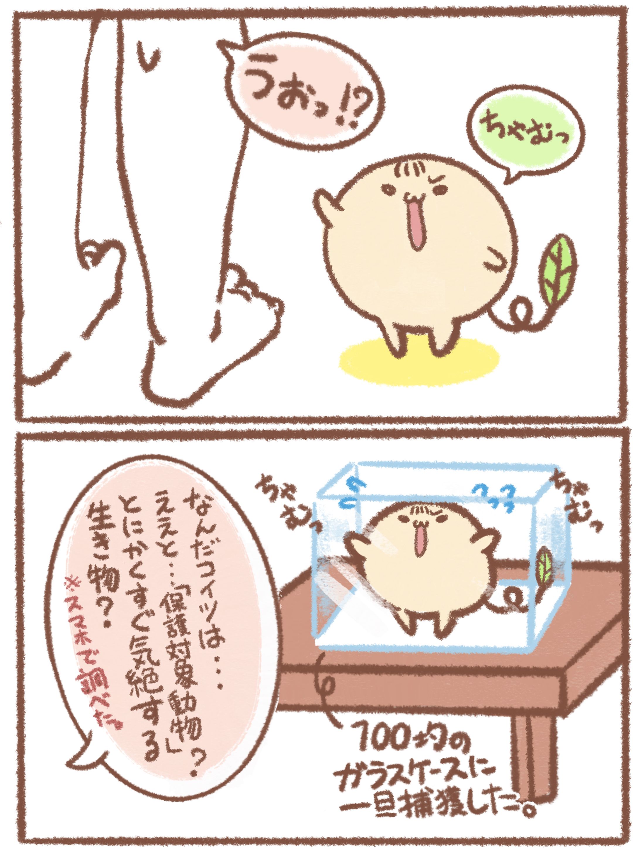 SNSキャラクター漫画制作｜ちゃむ観察日記-1