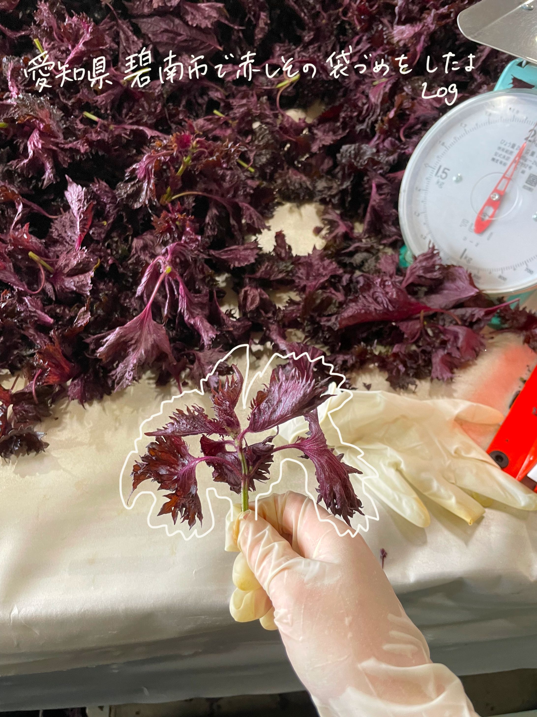 赤紫蘇袋詰め体験レポート-1