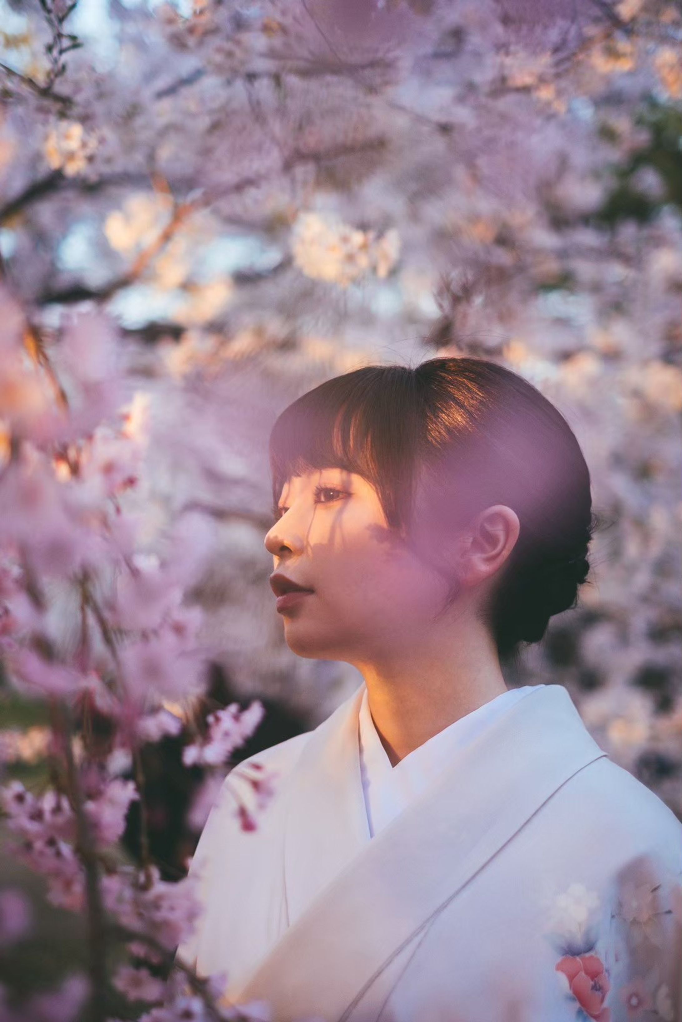 桜-1