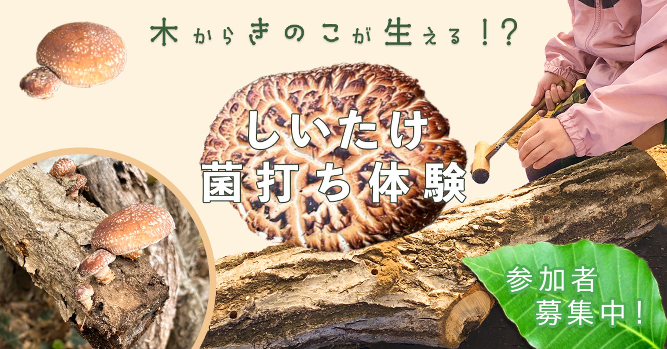 しいたけ菌打ち体験-1