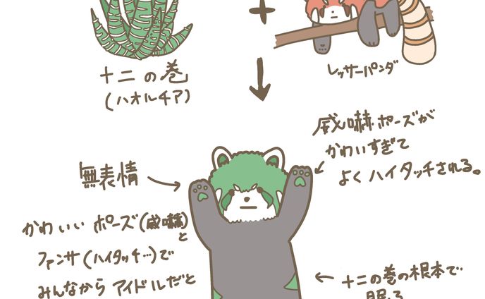 ハオルチア十二の巻×レッサーパンダ