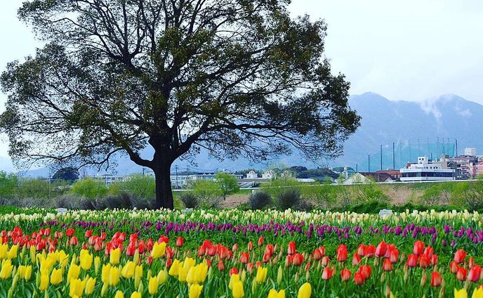 この木何の木
#nikond7000#福岡県#直方市#直方チューリップフェア#花#チューリップ#風景#landscape