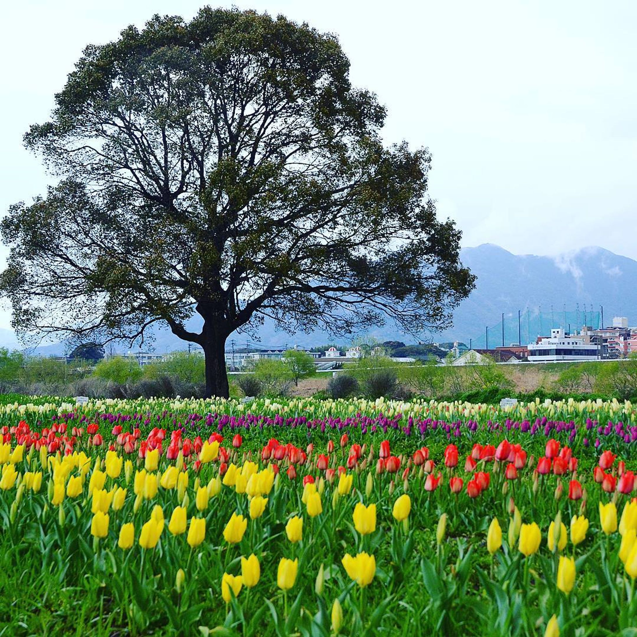 この木何の木
#nikond7000#福岡県#直方市#直方チューリップフェア#花#チューリップ#風景#landscape-1