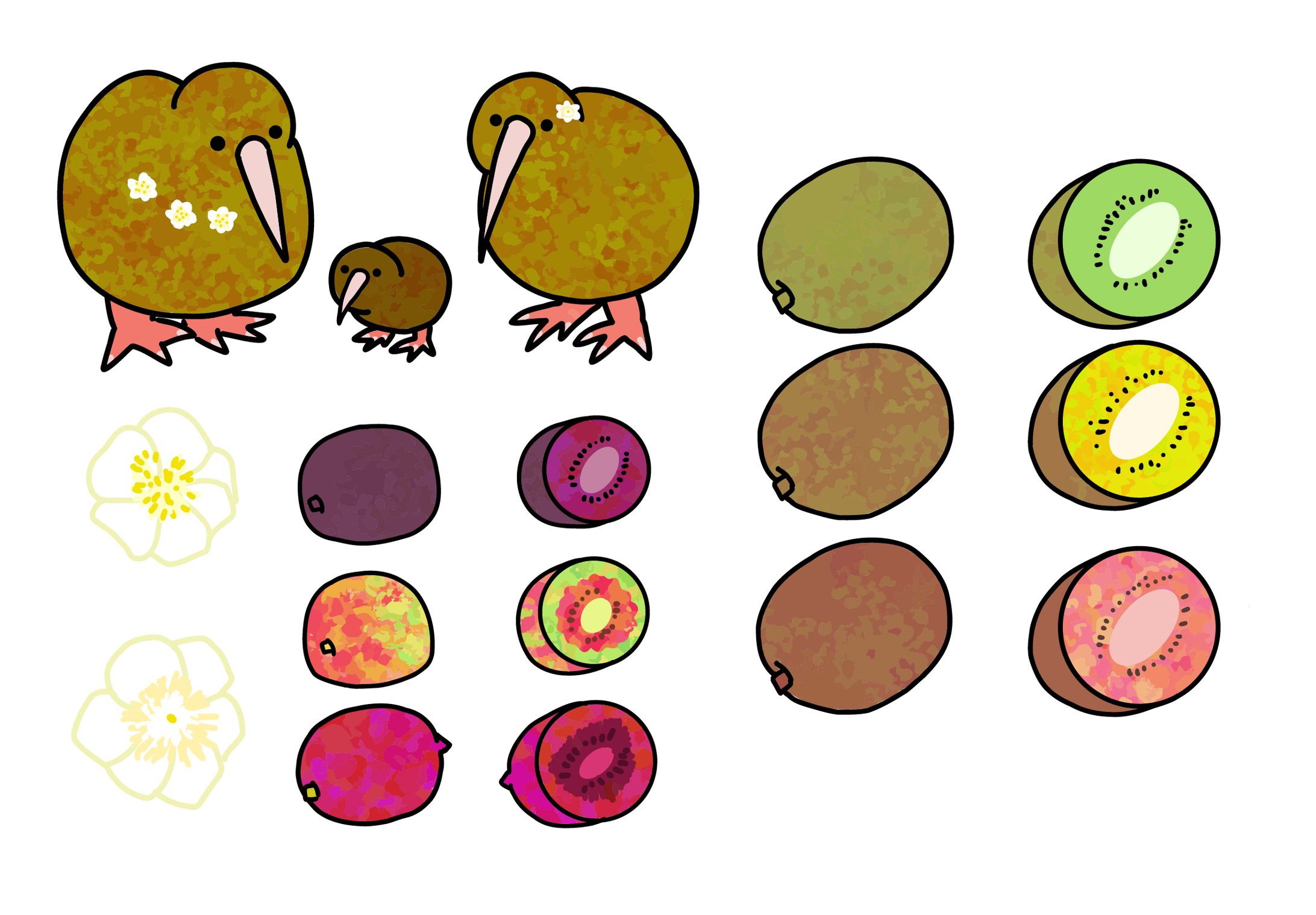 キーウィの親子とキウイ-1