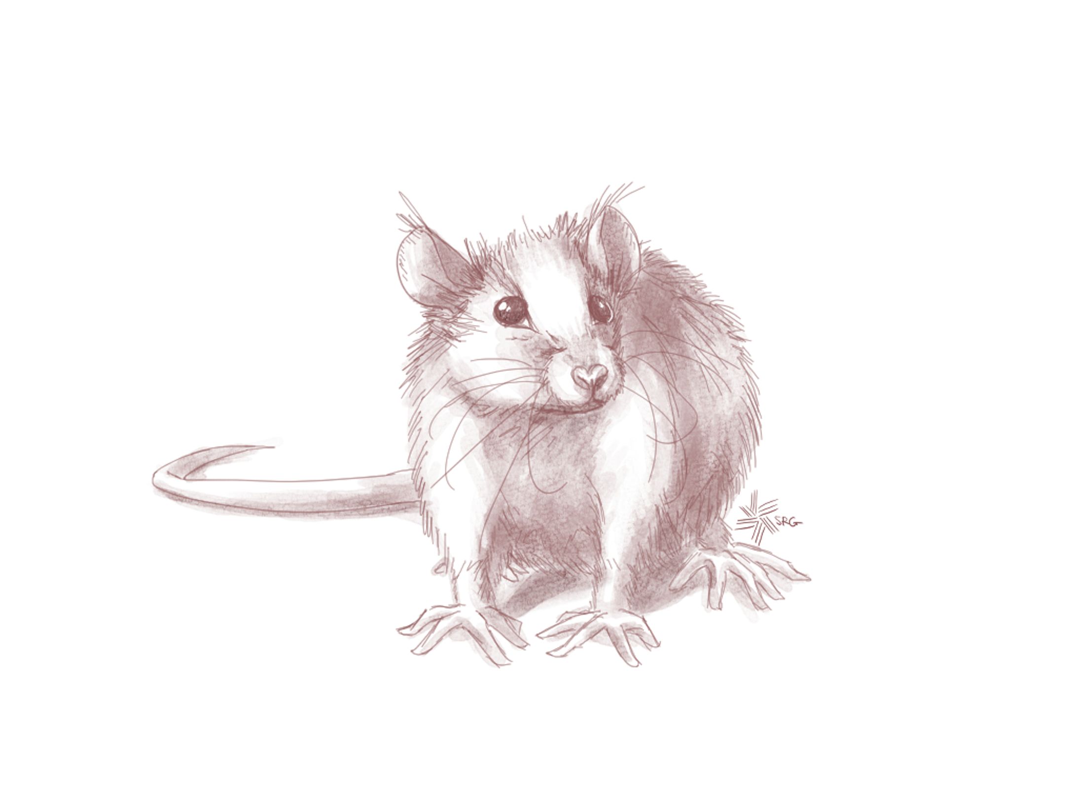 Rodent Study2-1