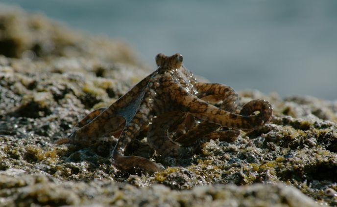 writer、client works