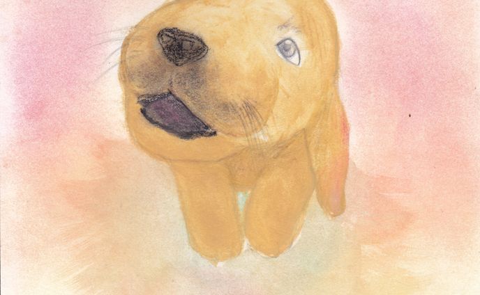 イラストレーター、デザイナー、2020