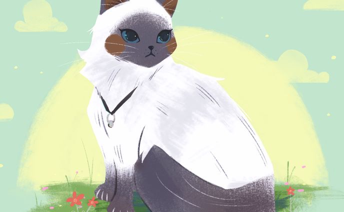 Siamese cat