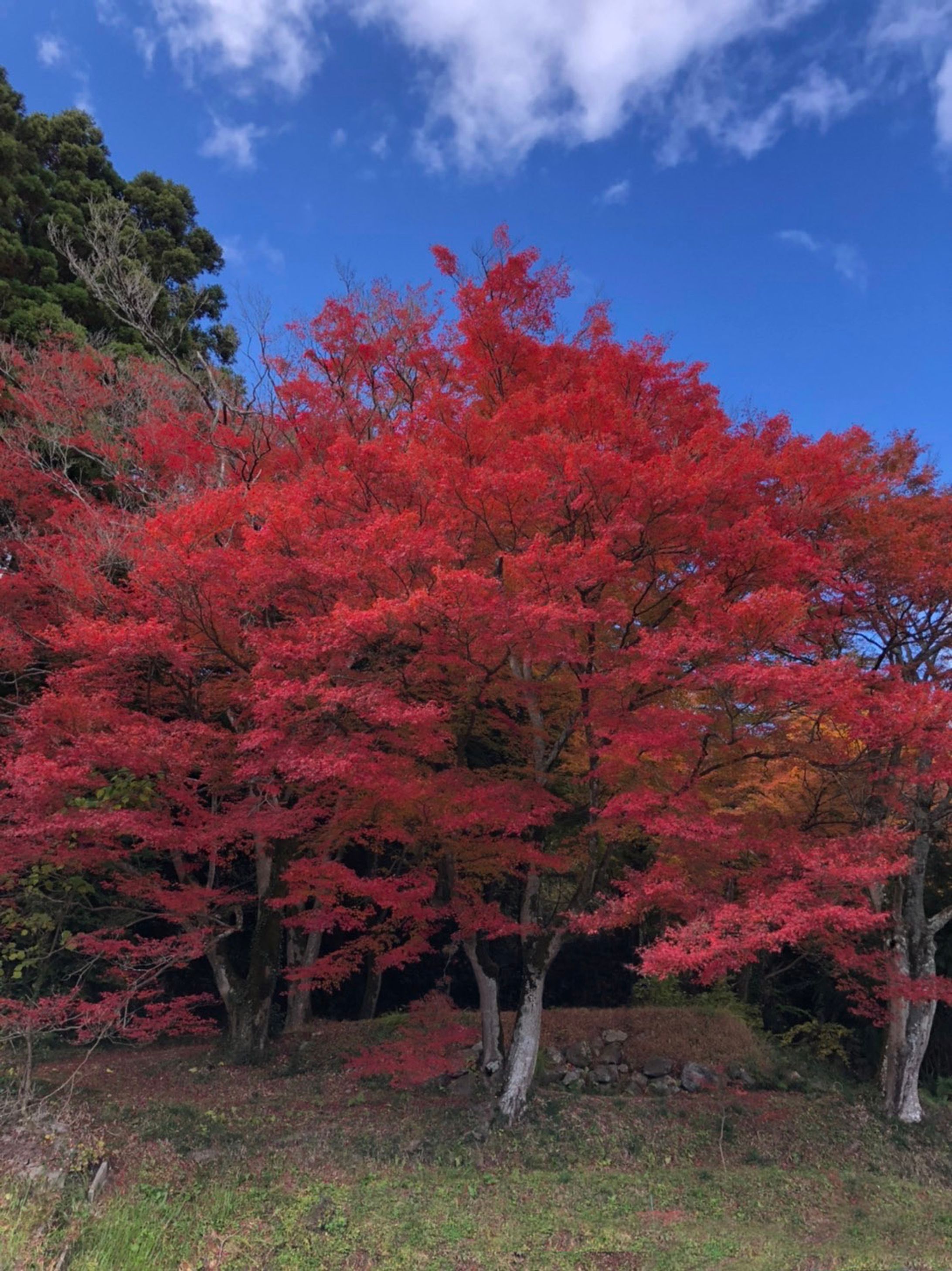 紅葉　編集-1