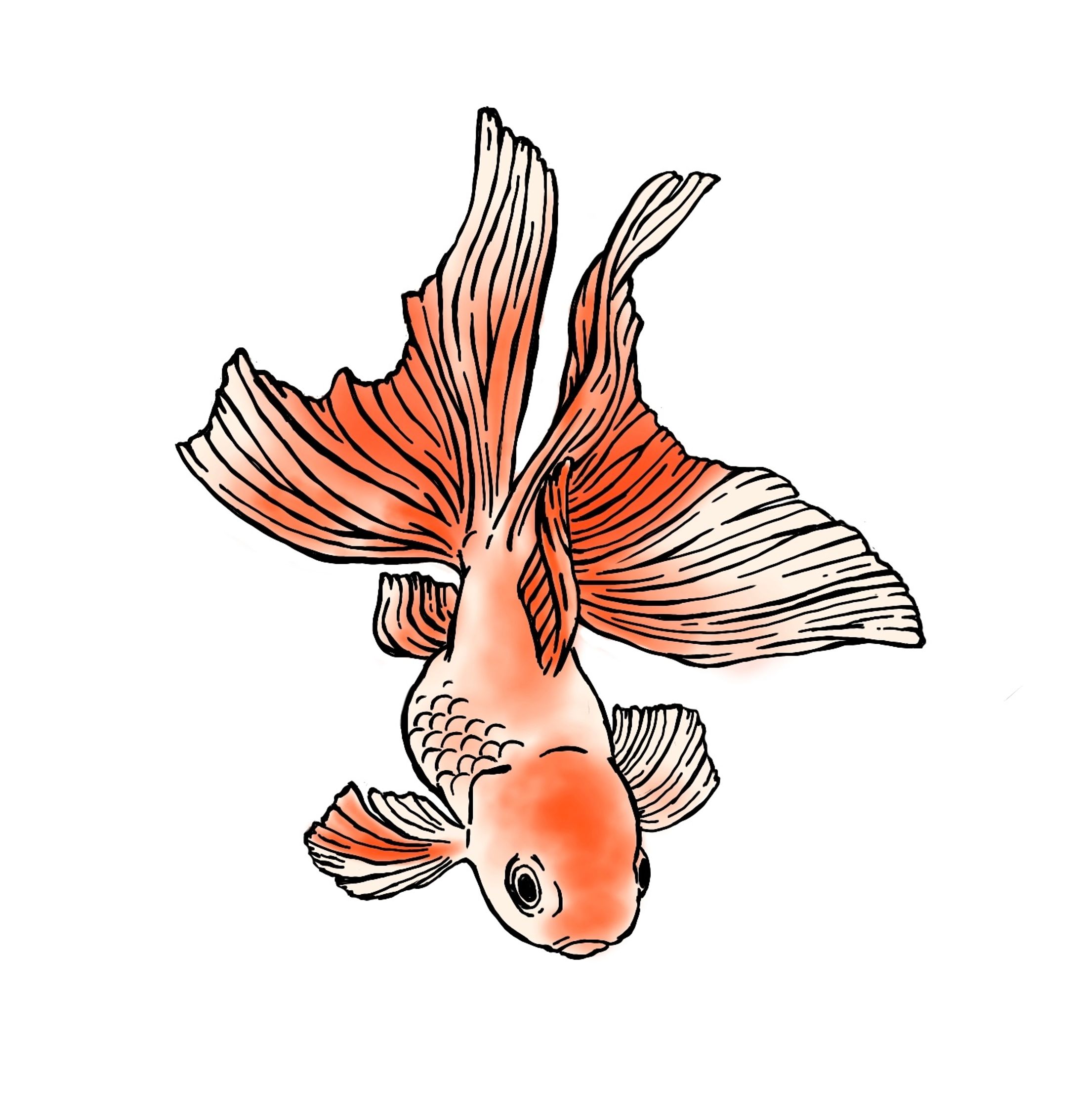 魚　イラスト-1