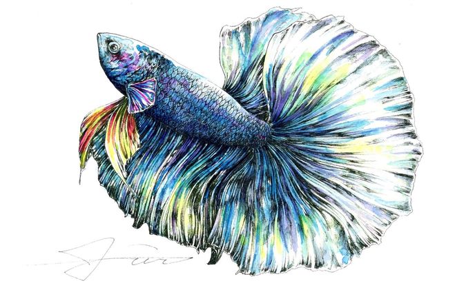 半月魚(half-moon)
